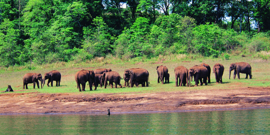 Thekkady Tour Packages